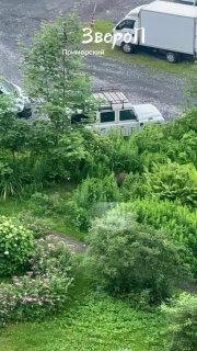 На севере Петербурга замечен дикий кабан