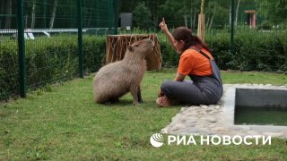 В Белгородском зоопарке ищут невесту для капибары Савелия