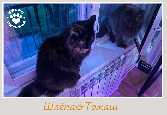 Иллюстрация 6