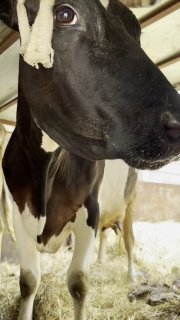 Во Львове коровы остались без ухода из-за мобилизации их владельца