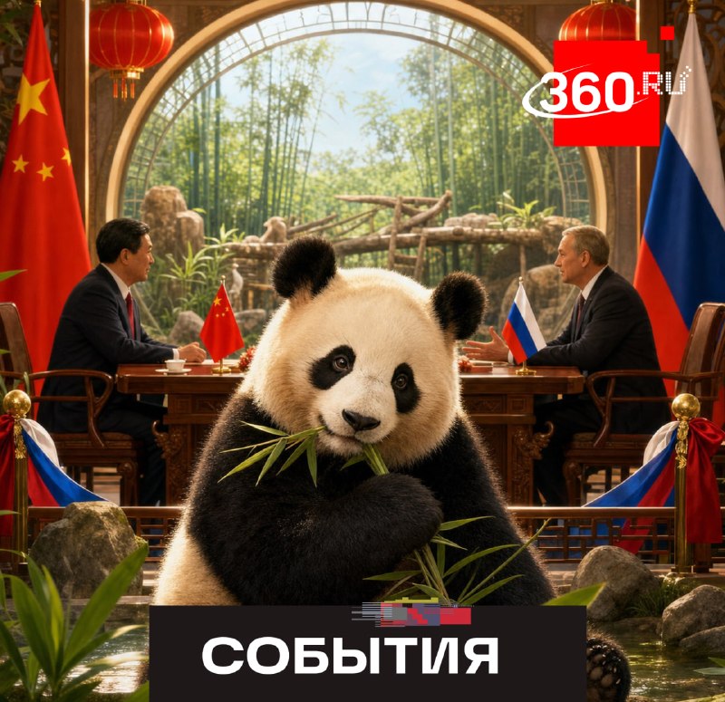 Россия пытается удержать панду Катюшу: судьбу животного решат переговоры с Китаем