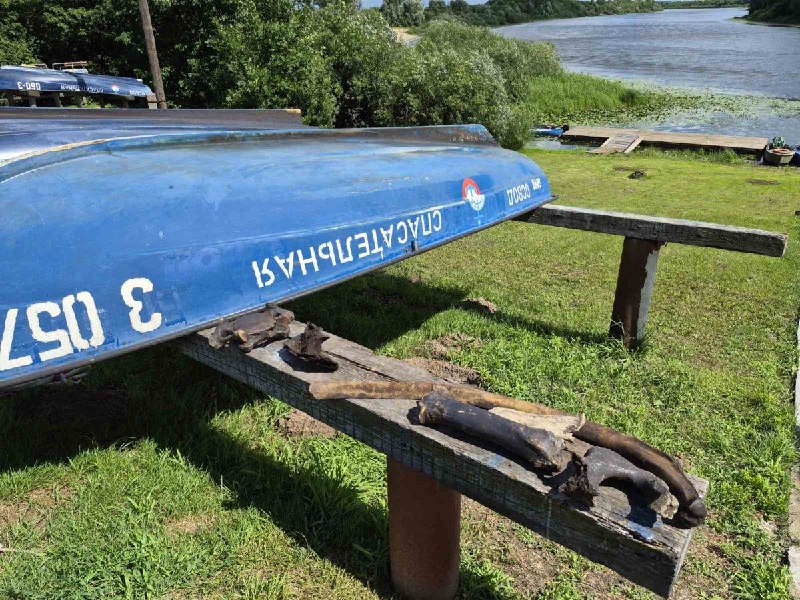 В Гомеле на дне реки нашли останки мамонта и бизона
