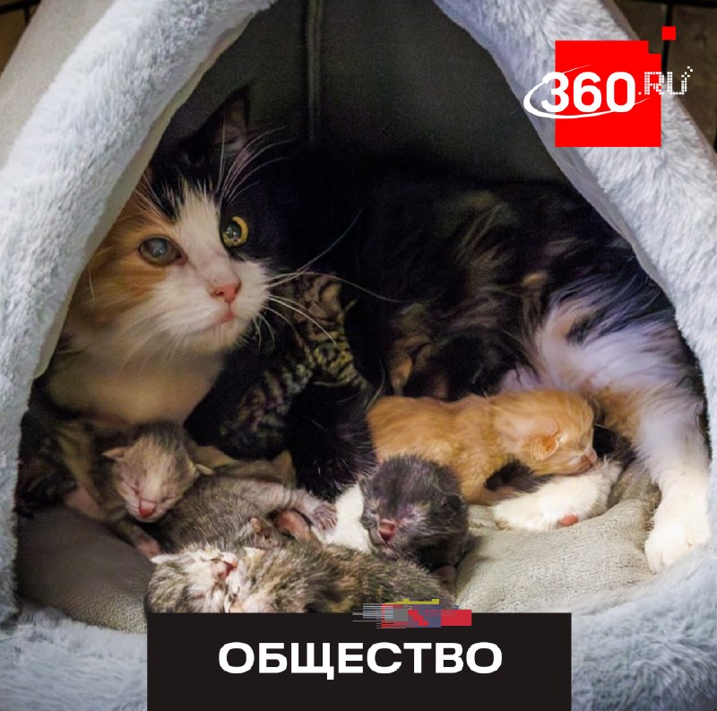 Эрмитажная кошка стала мамой шестерых котят