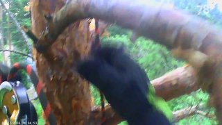 В Ленобласти спасатели повторно спасли кошку с дерева
