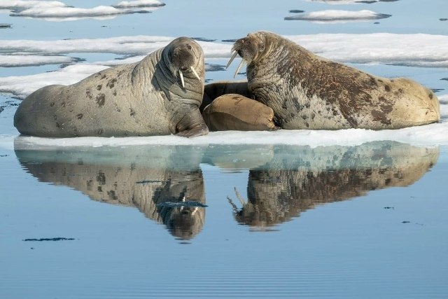 Объявлены победители международного конкурса фотографий морской природы Ocean Conservancy 2026