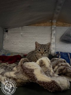 Иллюстрация 10