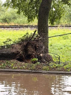 В Санкт-Петербурге из-за непогоды валит деревья и осложнена работа аэропорта Пулково