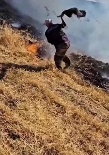 В Узбекистане из-за жары выше +40°C массово гибнут птицы