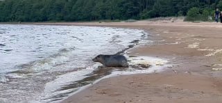 Фонд «Друзей балтийской нерпы» выпустил в море спасенного тюленёнка по имени Марина Владимировна