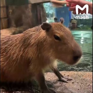 Капибарам в «Москвариуме» устроили день спа и релакса