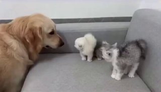 Кошка помогает котятам подружиться с псом-другом