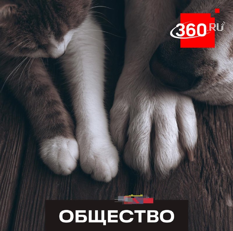 Длинные когти могут сделать питомцев больными