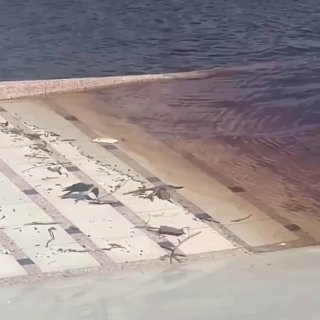 Жители Тюмени и Свердловской области столкнулись с массовым выбросом рыбы из берегов