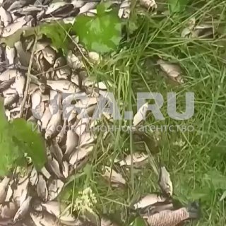 Иллюстрация 1
