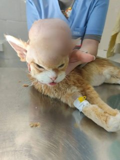 Подмосковные ветеринары спасли 16-летнего кота после удаления огромной опухоли