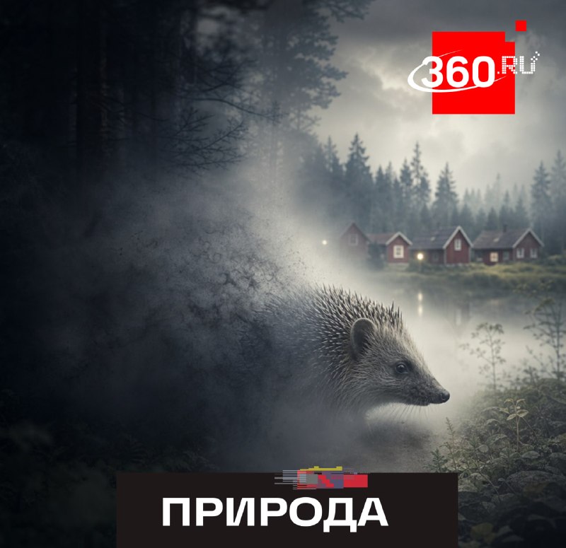 В Швеции за 15 лет популяция ежей сократилась вдвое