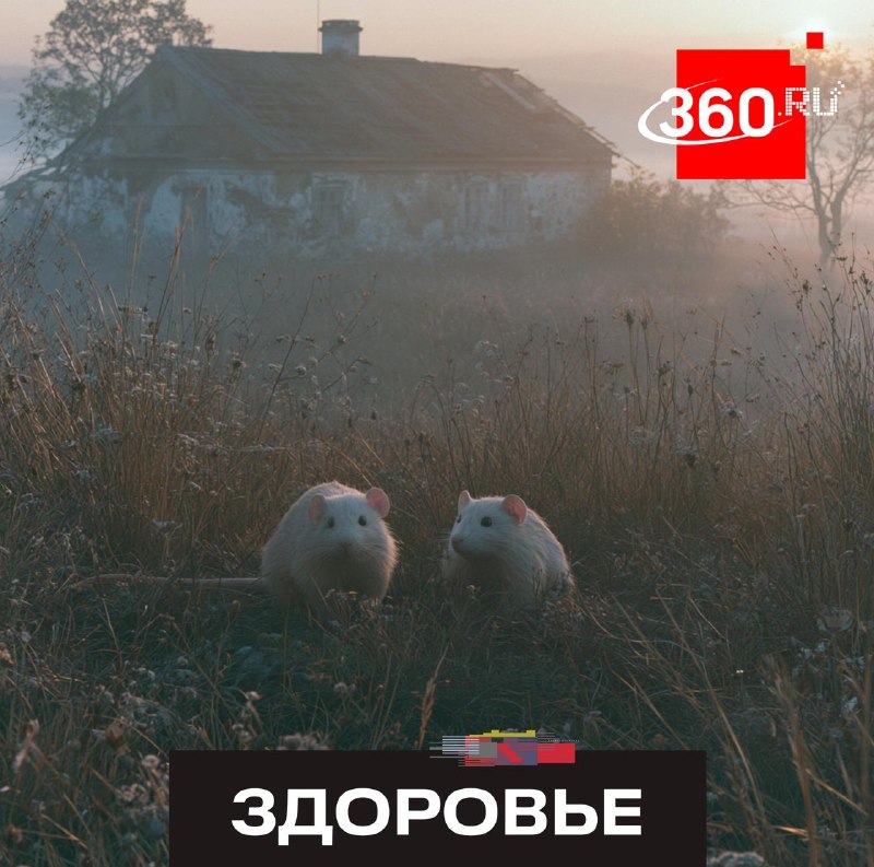 Роспотребнадзор предупредил о рисках заражения туляремией