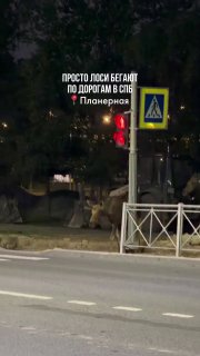 В Петербурге на дороге заметили гигантских лосей
