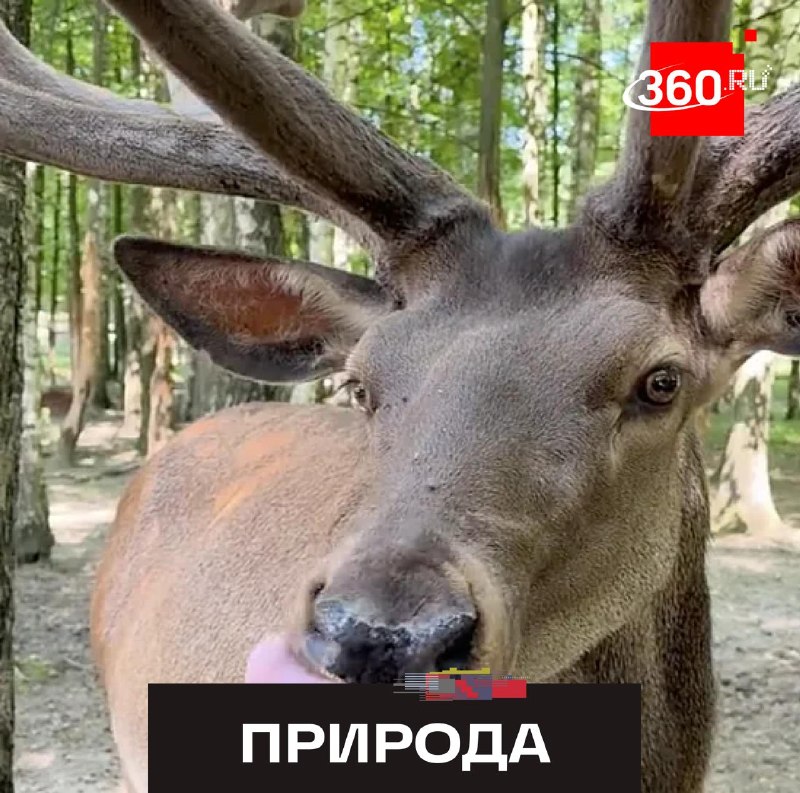 У лося из Подмосковья выросли почти метровые рога