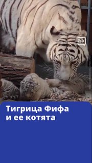 В барнаульском зоопарке родились четыре тигренка