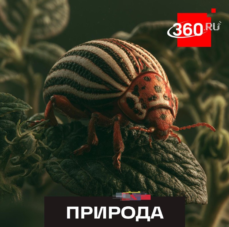 Биолог рассказал об эффективных способах борьбы с колорадским жуком
