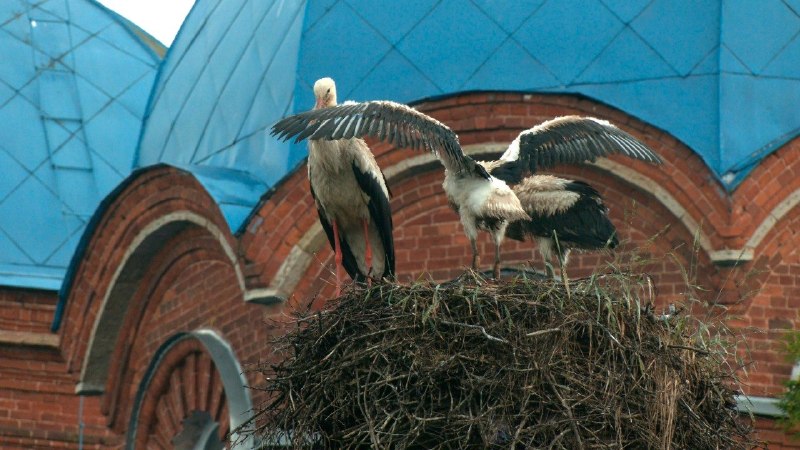 Иллюстрация 4