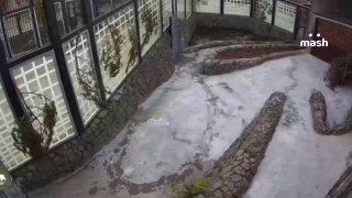 Амурская тигрица Агафья заряжает на отдых