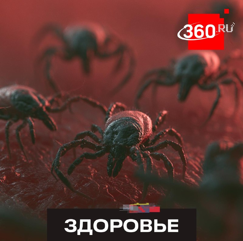 Чем грозят укусы нимф клещей и как защититься