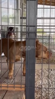 В Серебряных Прудах выявлен живодер, систематически истязавший животных