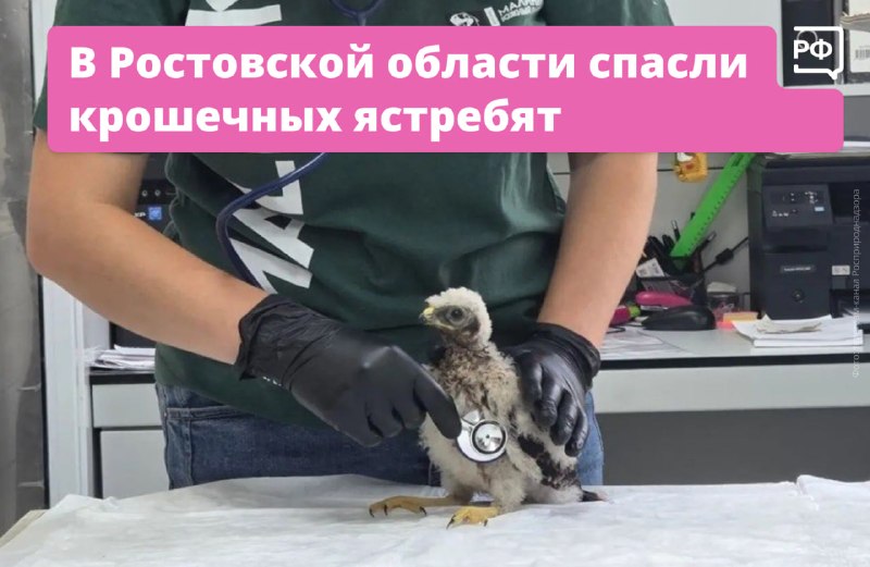 Птенцов ястреба спасли из-под комбайна и передали специалистам
