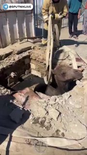 В Казахстане спасли верблюда, провалившегося в канализационный колодец