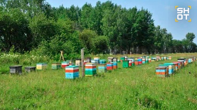 В Красноярском крае из-за пестицидов погибли 30 миллионов пчел