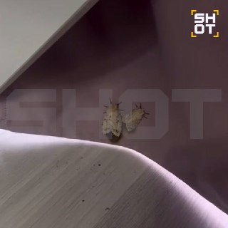 В квартирах жителей Сибири начали находить кладки непарного шелкопряда