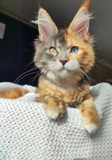 В Китае живет кот мейн-кун с химеризмом и гетерохромией