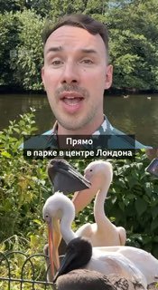 В парке в центре Лондона впервые за 360 дней вылупились птенцы пеликанов