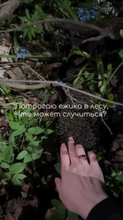 Россиянка прошла курс прививок от бешенства после контакта с ежом