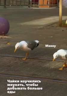Чайки в Стамбуле научились мяукать ради еды