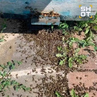 Массовая гибель пчел в регионах России из-за обработки полей химикатами