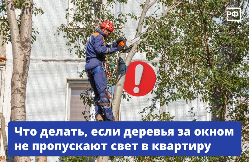 Как законно убрать мешающее дерево перед окном: пошаговый план
