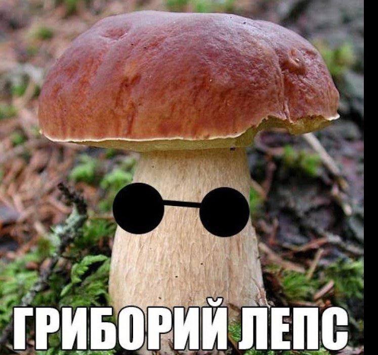 Популярность грибных туров среди москвичей и предостережения биологов