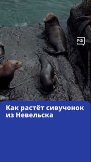 В сахалинском Невельске впервые удалось отследить взросление детеныша сивуча