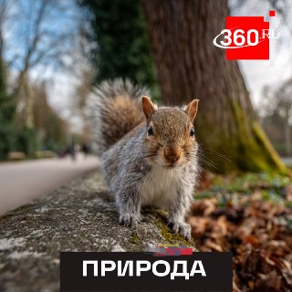 Беличье лето в Лосином острове: особенности жизни белок в июле