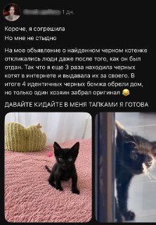 Девушка нашла дом для четырех котят с помощью «милого мошенничества»