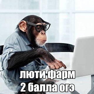Макаки решают геометрические задачи на уровне детей