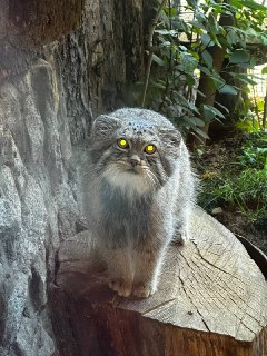 Иллюстрация 1