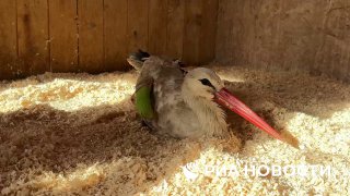 Иллюстрация 2