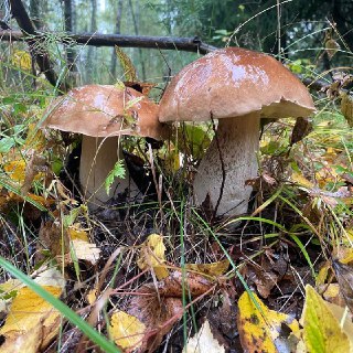 Иллюстрация 1