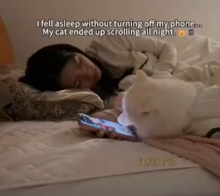 Коту пришлось смотреть рилсы за уснувшую хозяйку в Китае