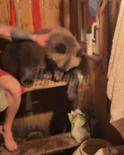 Мужчины сходили в баню с медведем