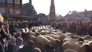 Овечий апокалипсис: как пушистое нашествие остановило жизнь в немецком городе